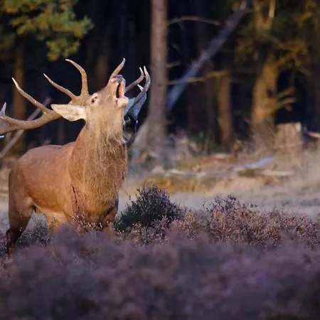 Enjoy Nature, And Beautiful Surroundings Chalet *