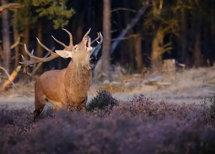 Enjoy Nature, And Beautiful Surroundings Шале *