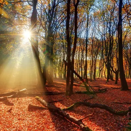 Enjoy Nature, And Beautiful Surroundings Alpehytte Putten